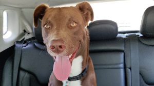 Lost Pet: Brownie
