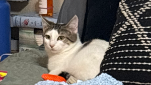 Lost Pet: Honeysuckle