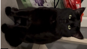 Lost Pet: Ollie Selge
