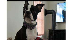 Lost Pet: Evie