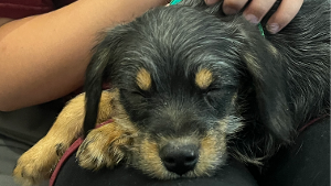 Lost Pet: Benny