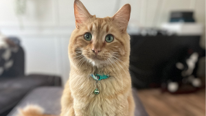 Lost Pet: Garfield