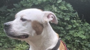 Lost Pet: Cooper