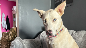 Lost Pet: Rex