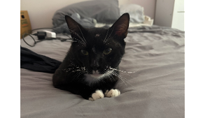 Lost Pet: Gino