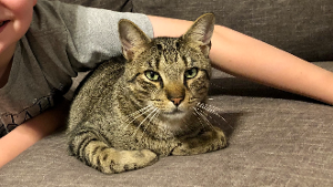 Lost Pet: Mr. Pibb
