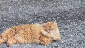 Lost Pet: Fluffy