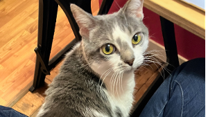Lost Pet: Georgette