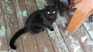 Lost Pet: Cole