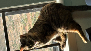 Lost Pet: Princess Lilac