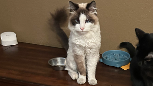 Lost Pet: Kevin Barneson