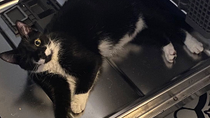 Lost Pet: Murphy