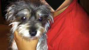 Lost Pet: Teddy Nunez