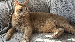 Lost Pet: Benji
