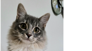 Lost Pet: Mr. Wiggles