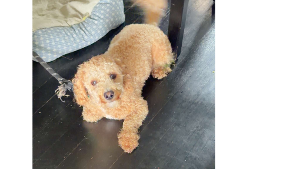 Lost Pet: Coco