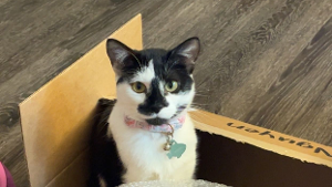 Lost Pet: Mochi
