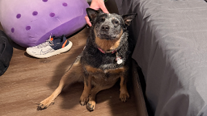 Lost Pet: Cassidy