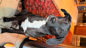 Lost Pet: Cheeseburger In Paradise (Parrothead Pup)