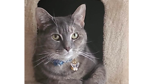 Lost Pet: Bella