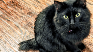 Lost Pet: Burby
