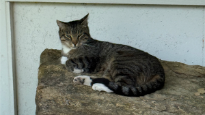 Lost Pet: Mr. Meow Meow