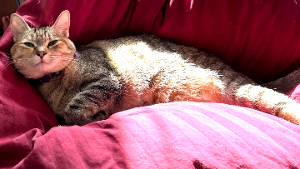 Lost Pet: DISSY
