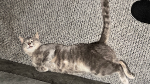 Lost Pet: Tobi Mendoza