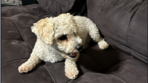 Lost Pet: JP