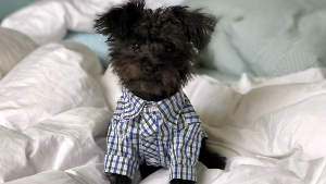 Lost Pet: Charlie