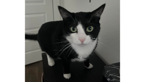 Lost Pet: Athena