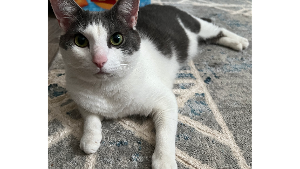 Lost Pet: Luna