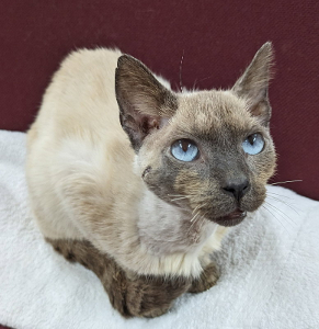 Lost Pet: Vanilla Bean