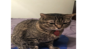 Lost Pet: SASHA