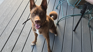 Lost Pet: Milo