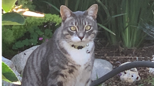 Lost Pet: KiKi