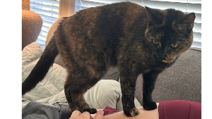 Lost Pet: Littlebit