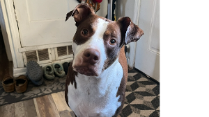 Lost Pet: Davey