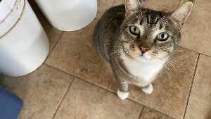 Lost Pet: Mittens