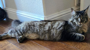 Lost Pet: Rowan Gregory