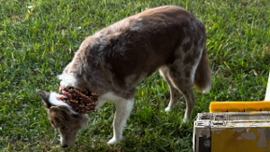 Lost Pet: Taffy