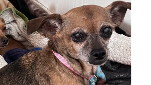 Lost Pet: Ivy