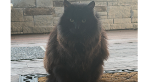 Lost Pet: Kitty Carlisle