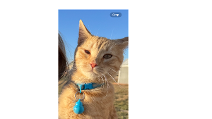 Lost Pet: Tigger Pants Mahomes Beauchamp The Furst