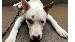 Lost Pet: Rocky
