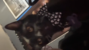 Lost Pet: BAMBI