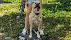 Lost Pet: Clover
