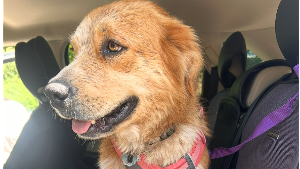 Lost Pet: Delilah