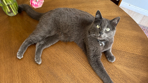 Lost Pet: Pee Wee