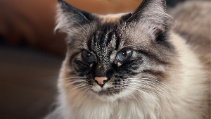Lost Pet: Dolly